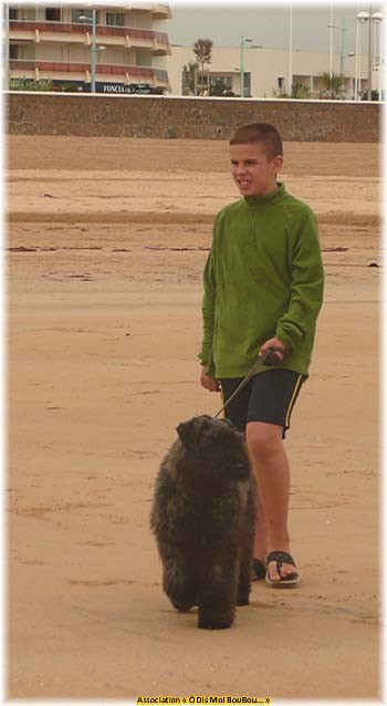 Bouvier des Flandres Association &Ocirc; Dis Moi BouBou